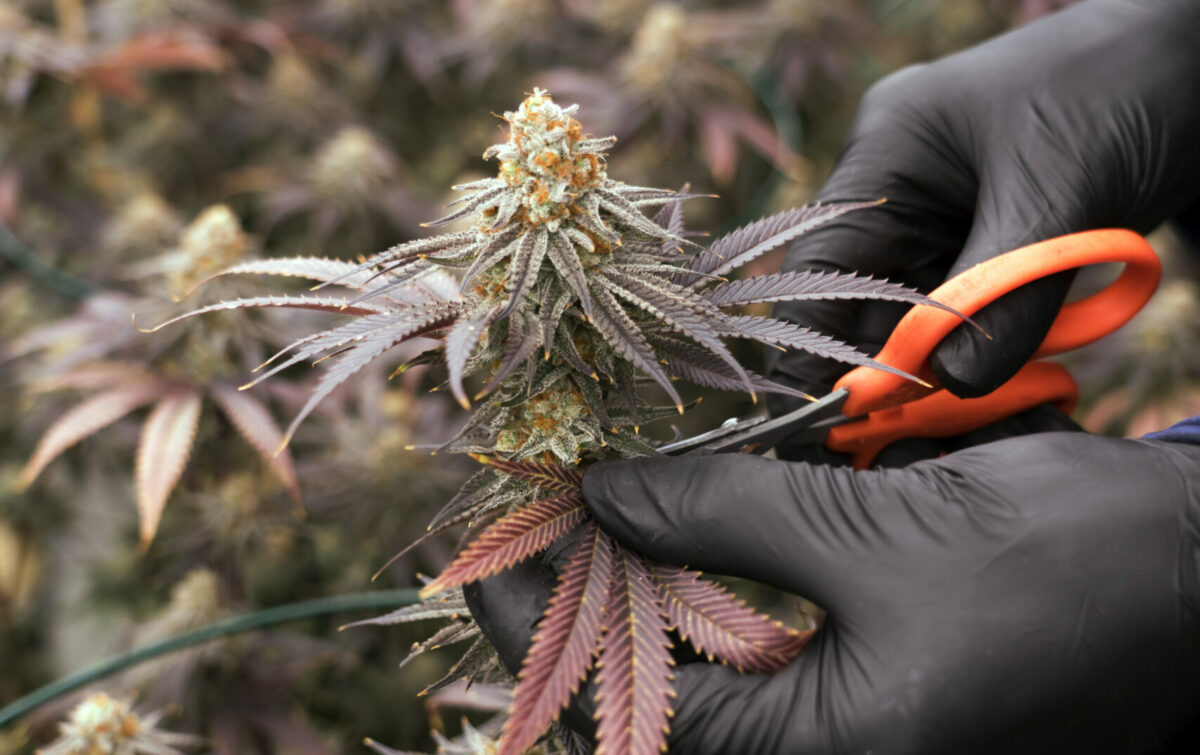 Organic Curated Vermont Cannabis