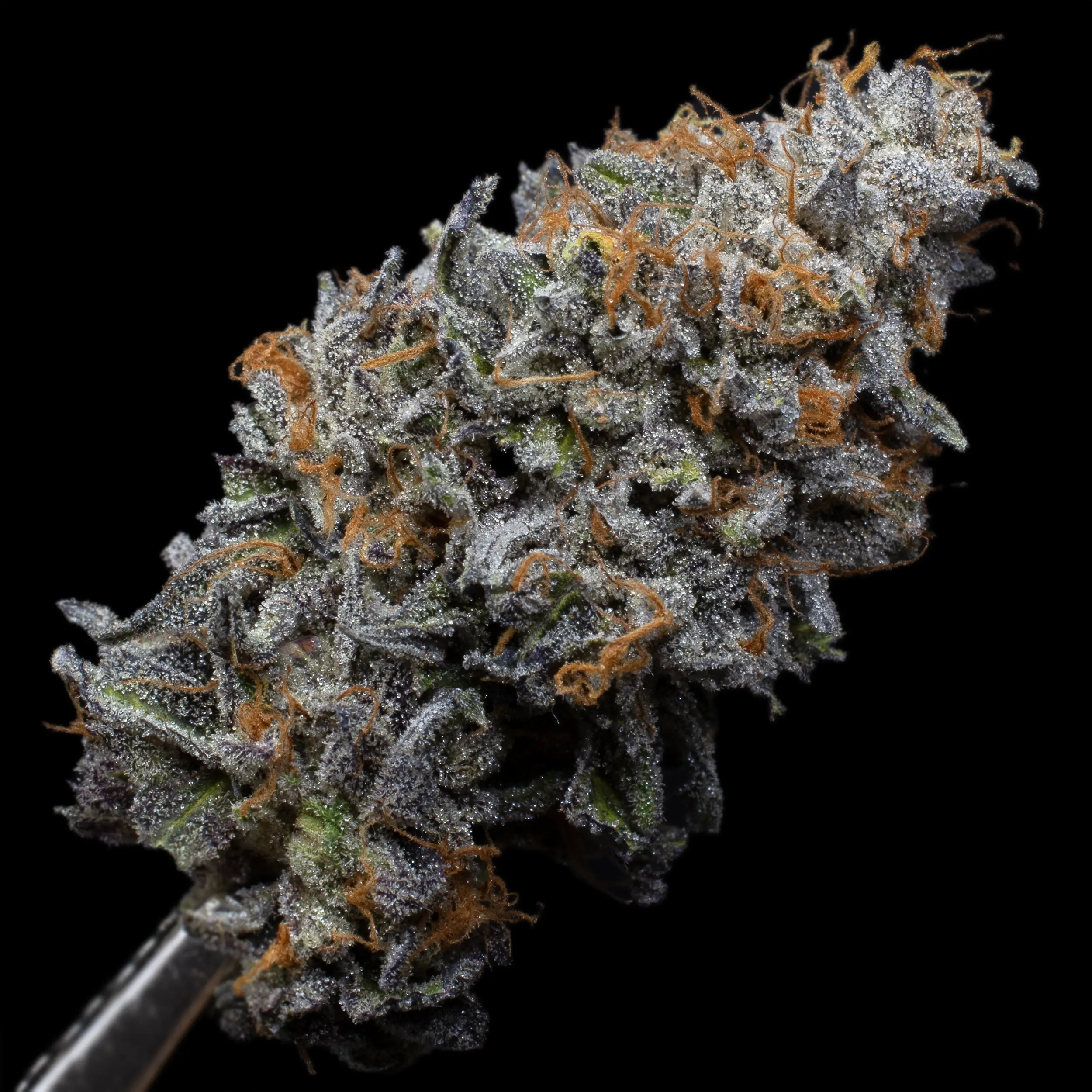 RS 11 Harvest 4